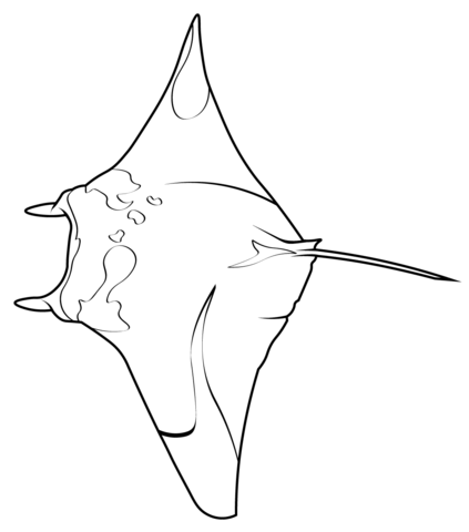 Reef Manta Ray (Mobula Alfredi) Coloring Page